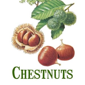 Vintage Chestnuts Print Digital Download / Jpeg of Vintage Nuts / Plant and Botanical Images / Vintage Vegetable Prints