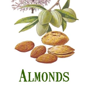 Vintage Almond Print Digital Download / Jpeg of Vintage Nuts / Plant and Botanical Images / Vintage Vegetable Prints