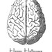 Anatomical Brain Printable, Halloween Brain Poster, Halloween Image ...