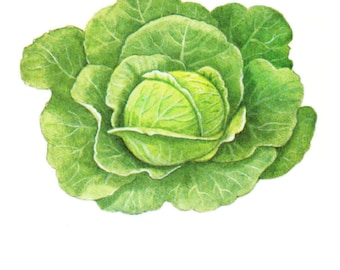 Cabbage Printable, Vintage Cabbage Print Digital Download, Jpeg of Vintage Cabbage Head, Plant and Botanical Images, Vintage Vegetable Print