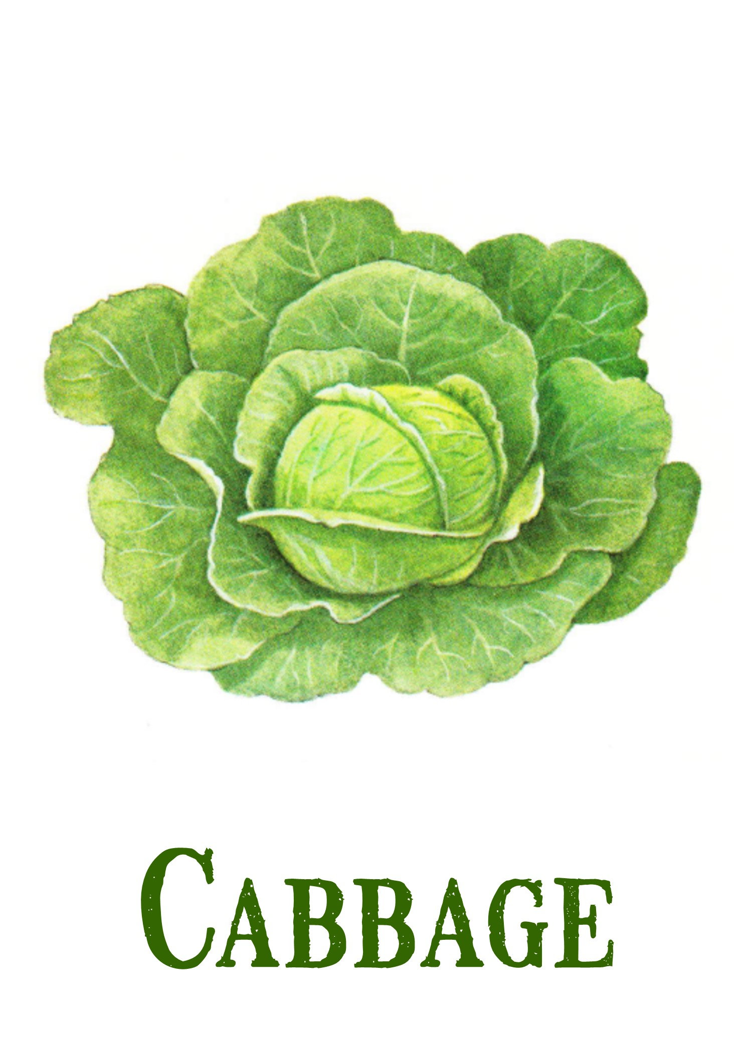 Cabbage Printable Vintage Cabbage Print Digital Download Etsy Canada