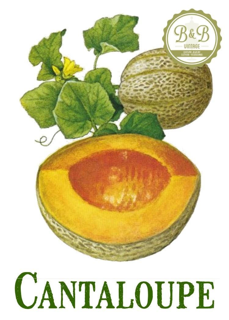 Vintage Cantaloupe Melon Print: Botanical Kitchen Art (Digital Download)