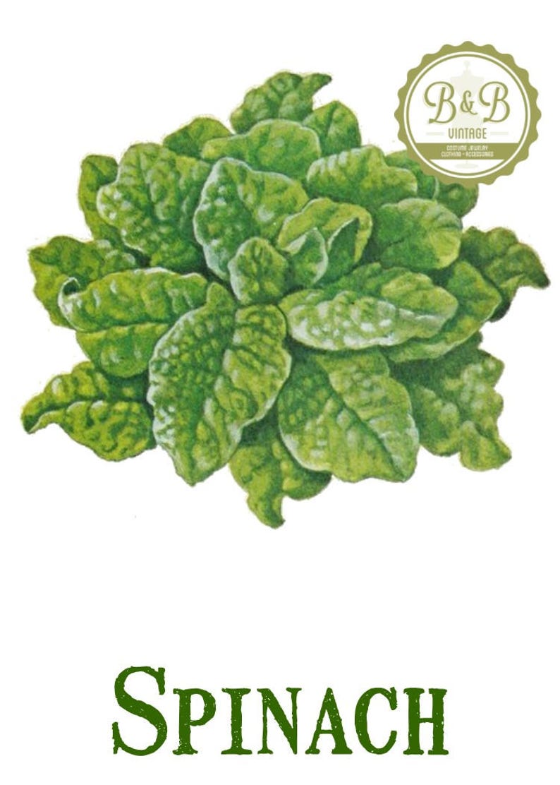 Vintage Spinach Print Digital Download / Jpeg of Vintage Leafy Green