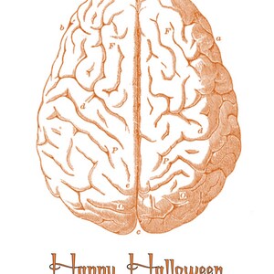 Anatomical Brain Printable, Halloween Brain Poster, Halloween Image ...
