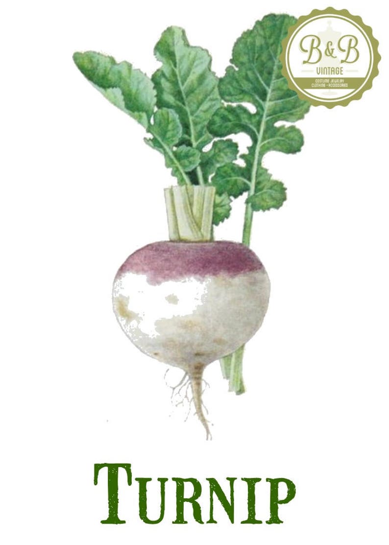 Vintage Turnip Print Digital Download / Jpeg of Vintage Turnips / Plant and Botanical Images / Vintage Vegetable Prints image 1