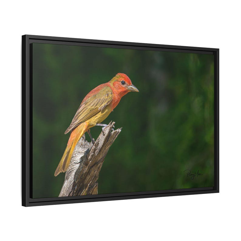 Summer Tanager Wall Art Canvas - Red & Yellow Bird Print - Bird ...