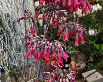 Mother of millions kalanchoe 3 ready to plant cuttings