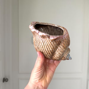 May include: A ceramic planter shaped like a conch shell with a textured, ribbed exterior in shades of brown and tan. The rim features a smooth, glossy light pink glaze, while the interior is dark and hollow, designed to hold small items or plants.