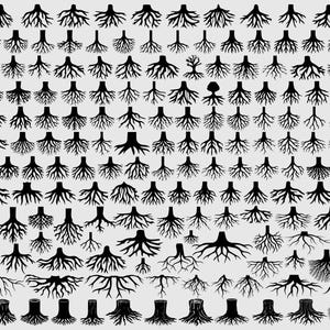 Puede incluir: Una colección de ilustraciones de raíces de árboles negras sobre un fondo gris claro. Las raíces varían en tamaño y forma, algunas mostrando el tronco y otras solo el sistema de raíces. La imagen es un elemento de diseño gráfico.