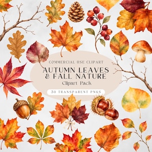 Puede incluir: Una colección digital de elementos otoñales en acuarela que incluye varias hojas de arce y roble, una piña, bayas rojas, un hongo, una bellota y castañas. El texto central dice: COMMERCIAL USE CLIPART AUTUMN LEAVES & FALL NATURE Clipart Pack 30 TRANSPARENT PNGS.