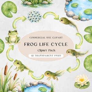 Może przedstawiać: Zestaw ilustracji cyfrowych przedstawiający cykl życia żaby, zawierający akwarelowe grafiki jaj, kijanek i dorosłych żab ułożonych w okrąg z zielonymi strzałkami, tekst FROG LIFE CYCLE Clipart Pack.