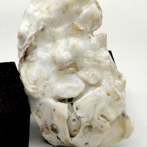 May include: A large, off-white oyster shell with a textured surface and natural imperfections. The shell has a glossy finish and varying shades of cream and brown. The shell is displayed on a black stand.