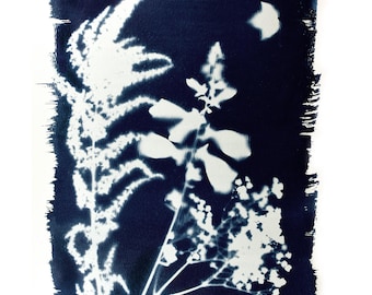 Impresión solar en cianotipia hecha a mano con motivos botánicos - 11x14"