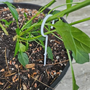 Puede incluir: Un clip blanco de soporte para plantas que asegura un tallo verde en una maceta negra. La planta tiene hojas verdes vibrantes y está rodeada de tierra y mantillo. El clip está diseñado para ayudar a la planta a crecer verticalmente.