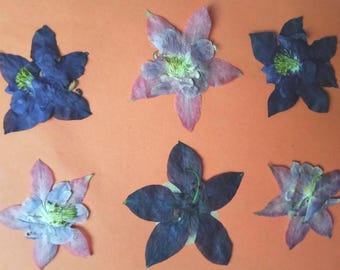 Fiori di aquilegia pressati, veri fiori di aquilegia essiccati per lavori artistici in resina