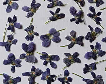 25/50 Real Pressed Violet Flowers for Resin Art, Jewelry & DIY Crafts