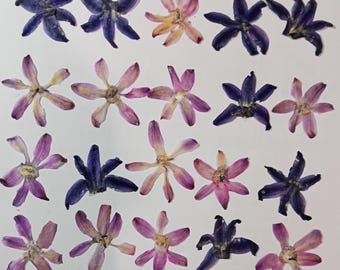 Pétalos de jacinto prensados para joyería de resina, manualidades con flores secas y suministros florales botánicos.