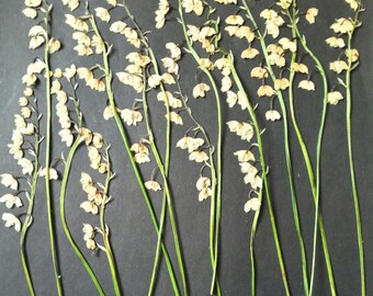 Geperste lelietje-van-dalen, witte botanische ambachten voor harssieraden, kaarsen maken