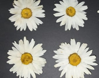 6 Large Pressed Daisies, Real Dried Chamomile Flowers, 5-6 cm Flat Dried Flowers for Resin Art, Jewelry Making, Floral Craft Supplies