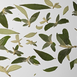 Può includere: Una collezione di foglie botaniche essiccate in varie tonalità di verde e oliva pallido. Le foglie sono disposte in modo sparso, presentando forme allungate e lanceolate con venature visibili e superfici strutturate su uno sfondo bianco.