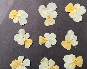 24 Pcs Real Pressed Wild Pansies Yellow Forest Botanical Elements Resin Art Jewelry Making