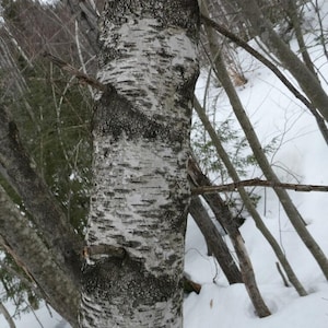 May include: Close-up of a birch tree trunk with white bark and dark, textured patches. The tree is surrounded by other trees and snow, creating a winter forest scene. The bark has horizontal lines and a rough texture.