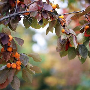 May include: Close-up of a tree branch with orange persimmons and colorful leaves. The leaves transition from green to shades of red and brown. The background is blurred, suggesting a natural outdoor setting.