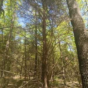 May include: A tall, slender tree with brown bark and sparse branches dominates the center of the frame. The tree is surrounded by other trees and foliage, with a blue sky peeking through the leaves. The scene is bathed in natural light.