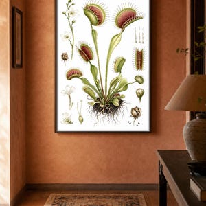 Może przedstawiać: Oprawiona grafika botaniczna przedstawiająca szczegółową ilustrację muchołówki z zielonymi liśćmi, czerwonymi pułapkami z kolczastymi krawędziami, białymi kwiatami i widocznymi korzeniami na białym tle.