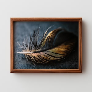 Fotografia Moody Dark Feather – Złote akcenty, Dramatyczna sztuka minimalistyczna, Neutralny styl Fine Art, Fotograficzna martwa natura, Sztuka do druku
