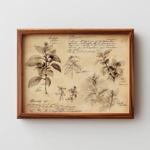 May include: A framed botanical print featuring detailed pencil sketches of various plant species. The artwork is set against a parchment-like background with handwritten notes, all encased in a dark brown wooden frame. The print showcases a vintage aesthetic.
