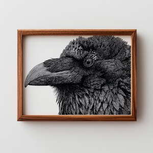 May include: Black and white detailed illustration of a raven's head in a wooden frame. The raven's eye is visible, and the feathers are intricately drawn. The artwork is a close-up of the bird's profile.