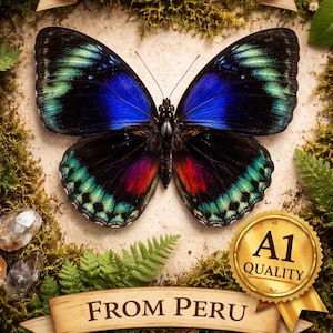 Agrias Claudina Lugens Butterfly A1 – Real Exotic Specimen from Peru – Rare Amazon Species – Collector Grade – Papered (Wings Closed)