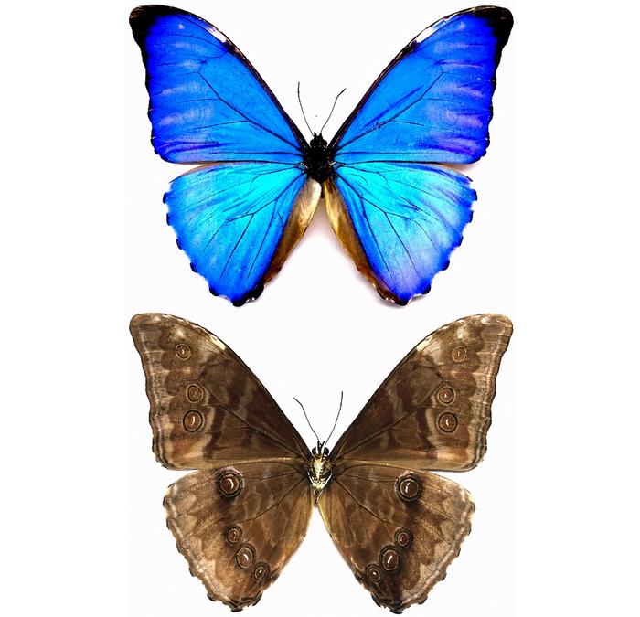 Morpho Aurora - Etsy