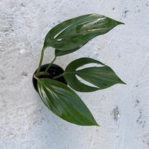 Dragon Tail Monstera - Etsy