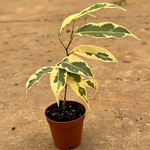 Ficus benji ‘Starlight’ variegated 2”