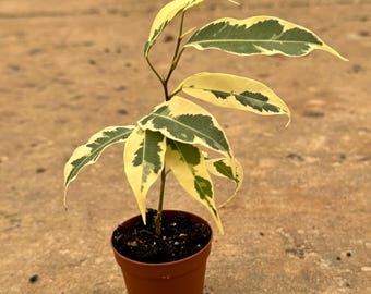 Monstera Siltepecana Aurea Variegated - Etsy