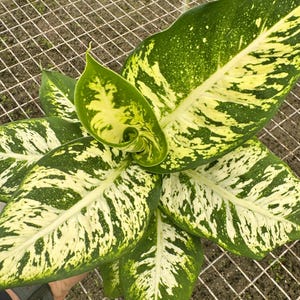 May include: A close-up of a Dieffenbachia plant with large, green leaves marked with irregular patterns of creamy yellow. The leaves have a prominent central vein and are arranged in a spiral pattern. The plant is in a greenhouse setting.