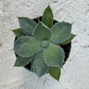 May include: Overhead view of a small, green succulent plant in a black pot. The plant has thick, pointed leaves with spiky edges. The leaves are a muted green color with a slightly dusty appearance. The pot is sitting on a light-colored, textured surface.