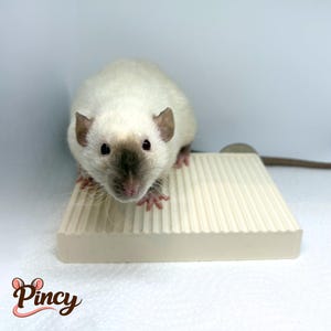 Verwisselbaar Knaagdier Platform |13x10cm |Afneembaar & Afwasbaar |Plastic en RVS |Voor Ratten, Chinchilla's, Fretten etc |Pincy Products