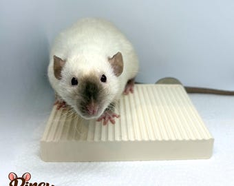 Verwisselbaar Knaagdier Platform |13x10cm |Afneembaar & Afwasbaar |Plastic en RVS |Voor Ratten, Chinchilla's, Fretten etc |Pincy Products
