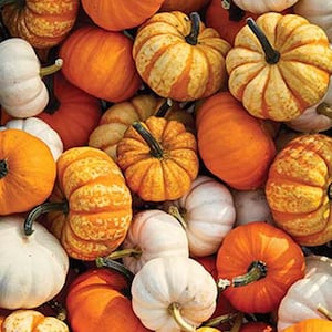 Pumpafrön små och mini, 10+ prydnads- och ätbara