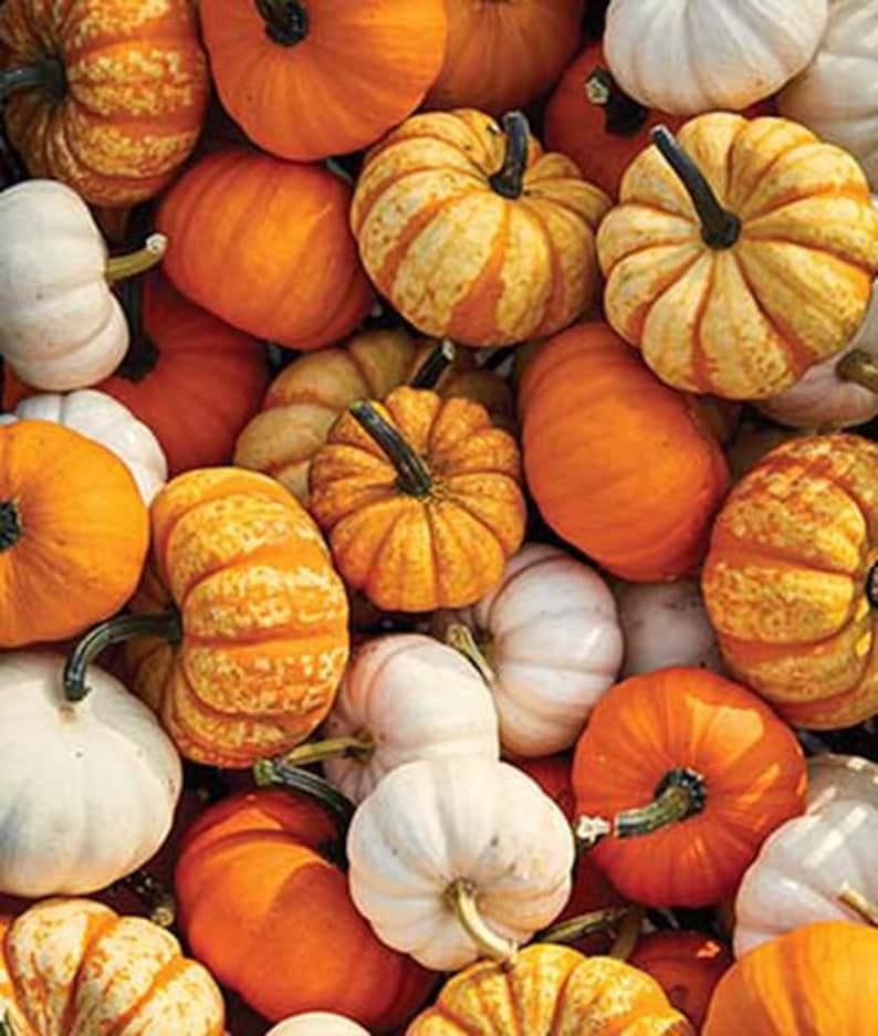 Pumpkin small and mini mix seeds 10 ornamental and edible Etsy