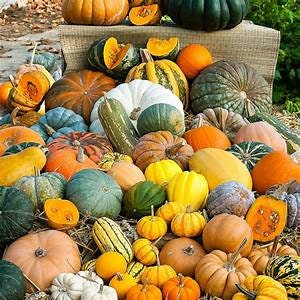 Peut inclure: Une variété de citrouilles de différentes formes, tailles et couleurs, notamment orange, vert, blanc et jaune. Certaines citrouilles sont entières, tandis que d'autres sont coupées en deux. Les citrouilles sont disposées sur un lit de paille.