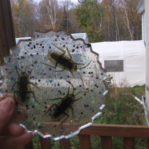 Può includere: Un sottobicchiere in resina trasparente con una finitura scintillante e quattro insetti conservati all'interno. Gli insetti sono marroni e neri e sembrano essere scarabei.