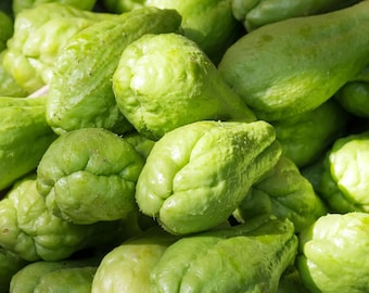 Semi di chayote per la semina, 200 pezzi, non OGM, rampicanti tropicali, ortaggi ad alto rendimento, facili da coltivare, per orti domestici e tralicci.