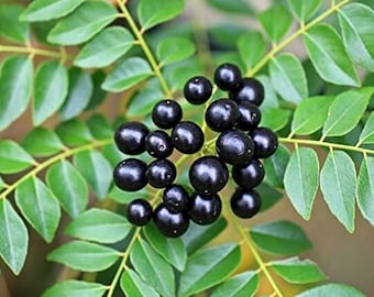 300 Curry Leaf Herb Seeds, Easy to Grow Aromatic Culinary Plant, Ideal for Indoor Outdoor Garden & Potted Planting