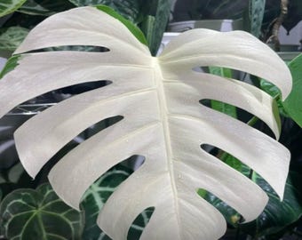 500 Pcs Rare White Monstera Seeds, Exotic Tropical Houseplant, Easy to Grow, Perfect Gift for Plant Lovers, Indoor Home Garden Decor