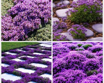 10000pcs Purple Creeping Thyme Seeds for Planting Perennial Ground Cover Plants Heirloom Flowers Non-GMO Thymus Serpyllum Seed