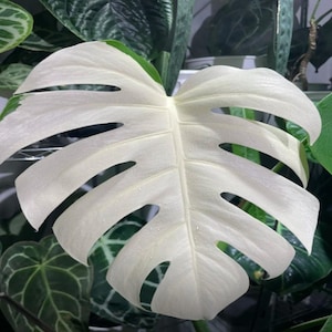 Monstera blanche - Etsy France